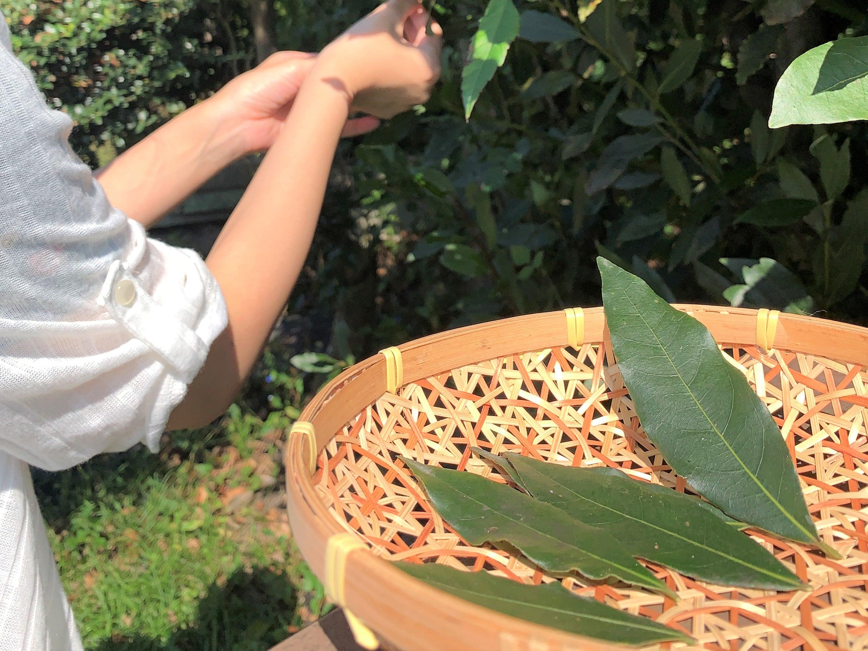Everything To Know About Bay Laurel, The Mediterranean Tree That Turns Cooking Into A Ritual