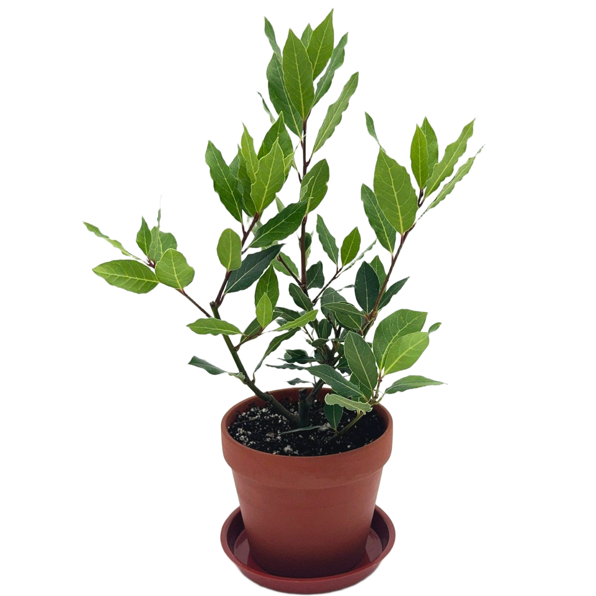 Bay Leaf Plant — Approx. 14–18"