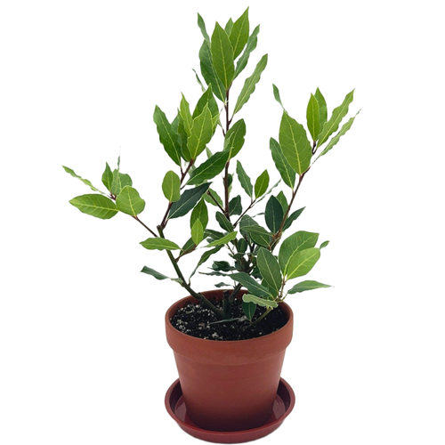 Bay Leaf Plant — Approx. 14–18"