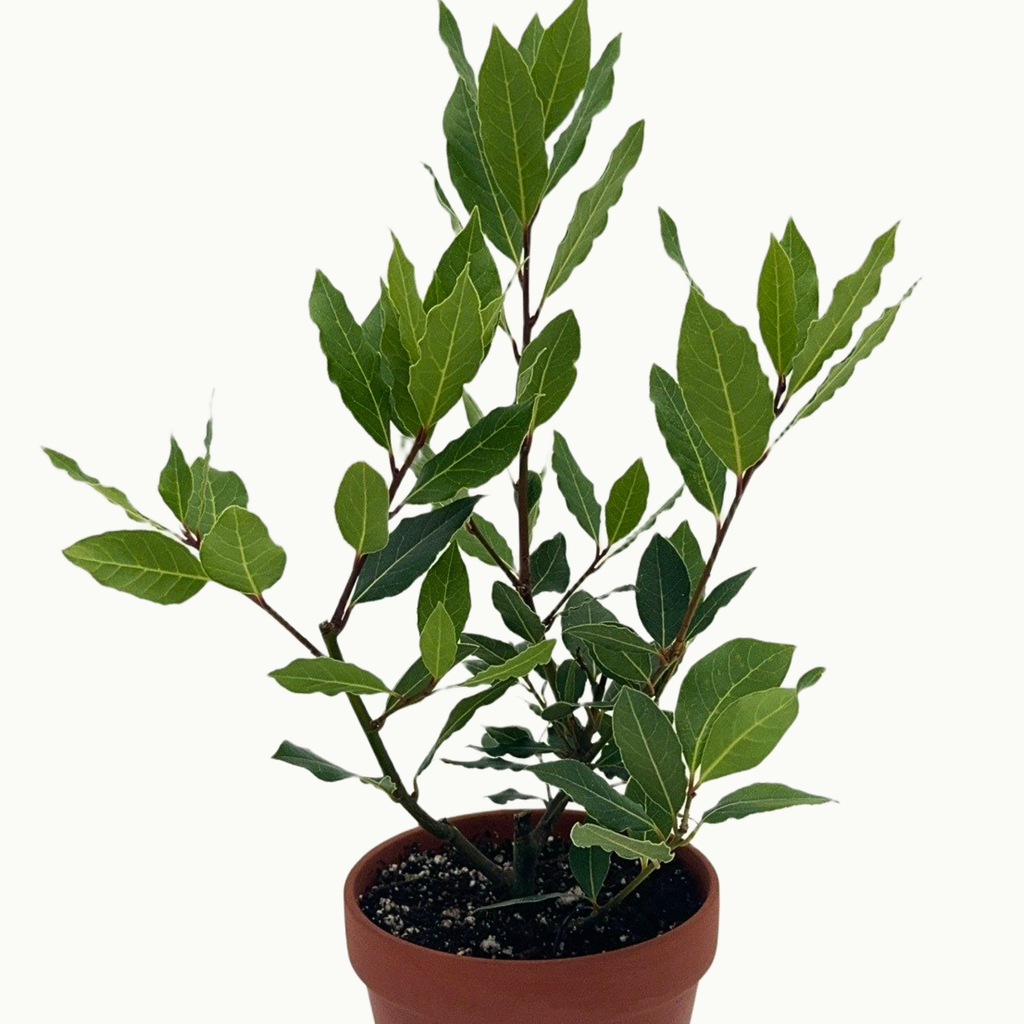 Bay Leaf Plant — Approx. 14–18"