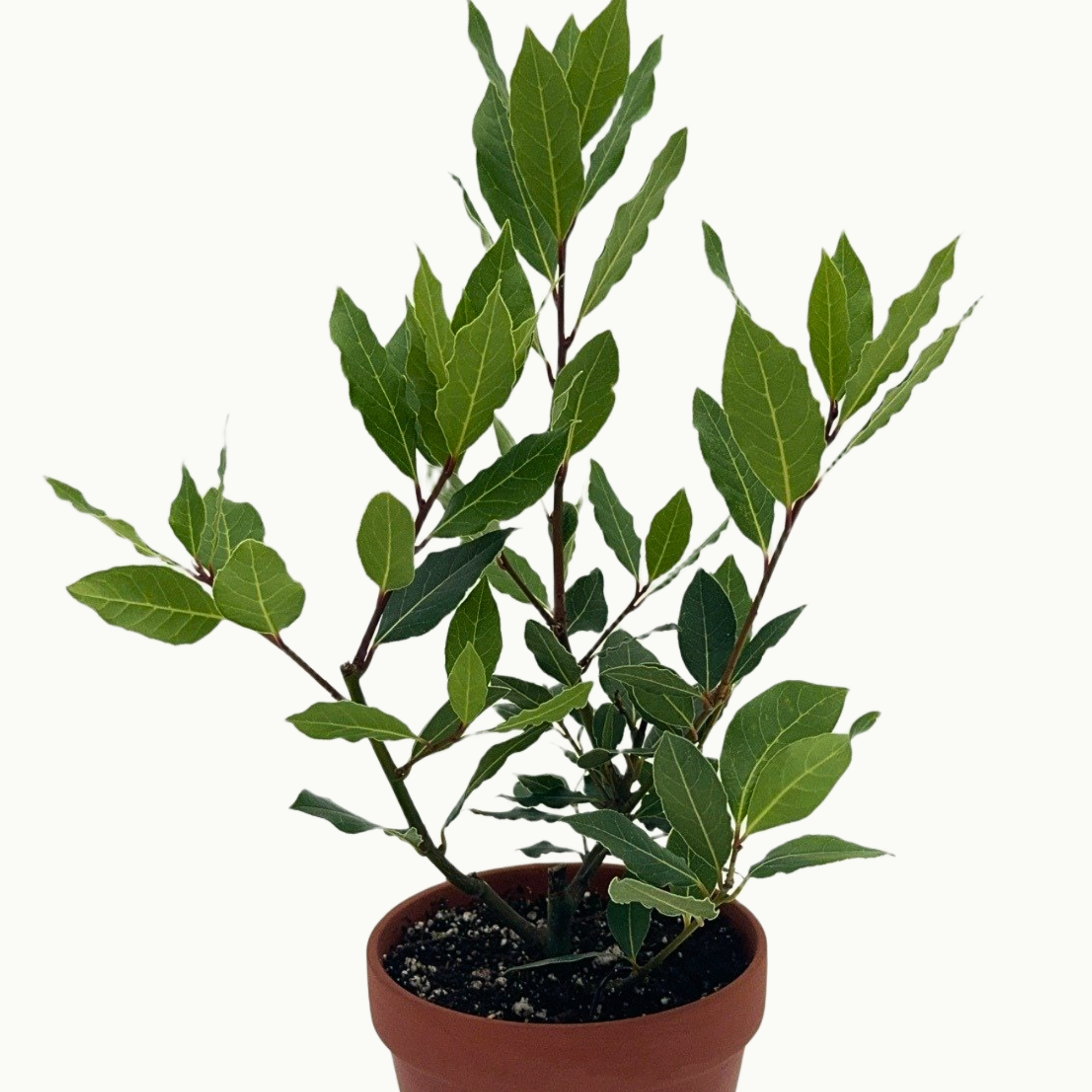 Bay Leaf Plant — Approx. 14–18"